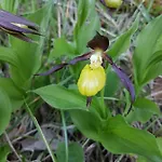 Les Chanterelles * Plan Montmin
